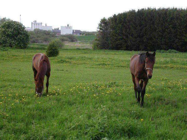 Traver Scott Salløv billede 4