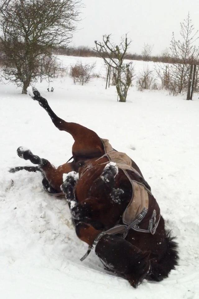 Dansk Varmblod - Fairline - Elskede trold!<3 billede 15