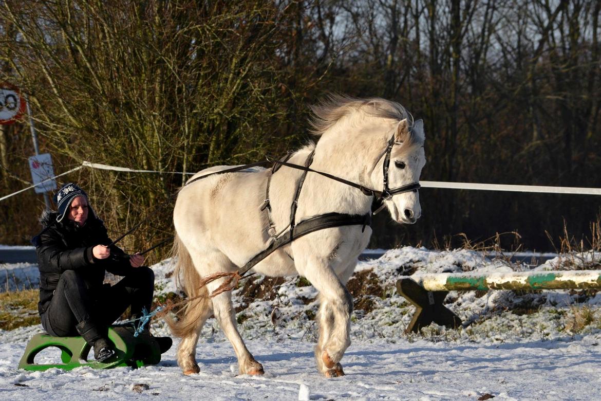 Welsh Mountain (sec A) Ræveskiftets Honey boy - Ude at kælke.

Foto: Tanja Ludvigsen. billede 5