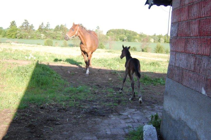 Traver Ulricha Salløv billede 1