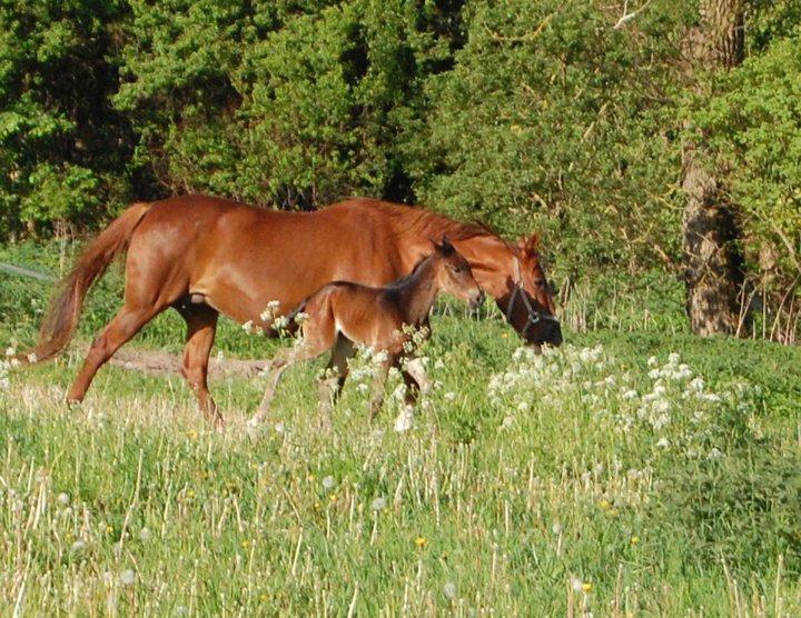 Traver Ulricha Salløv billede 2