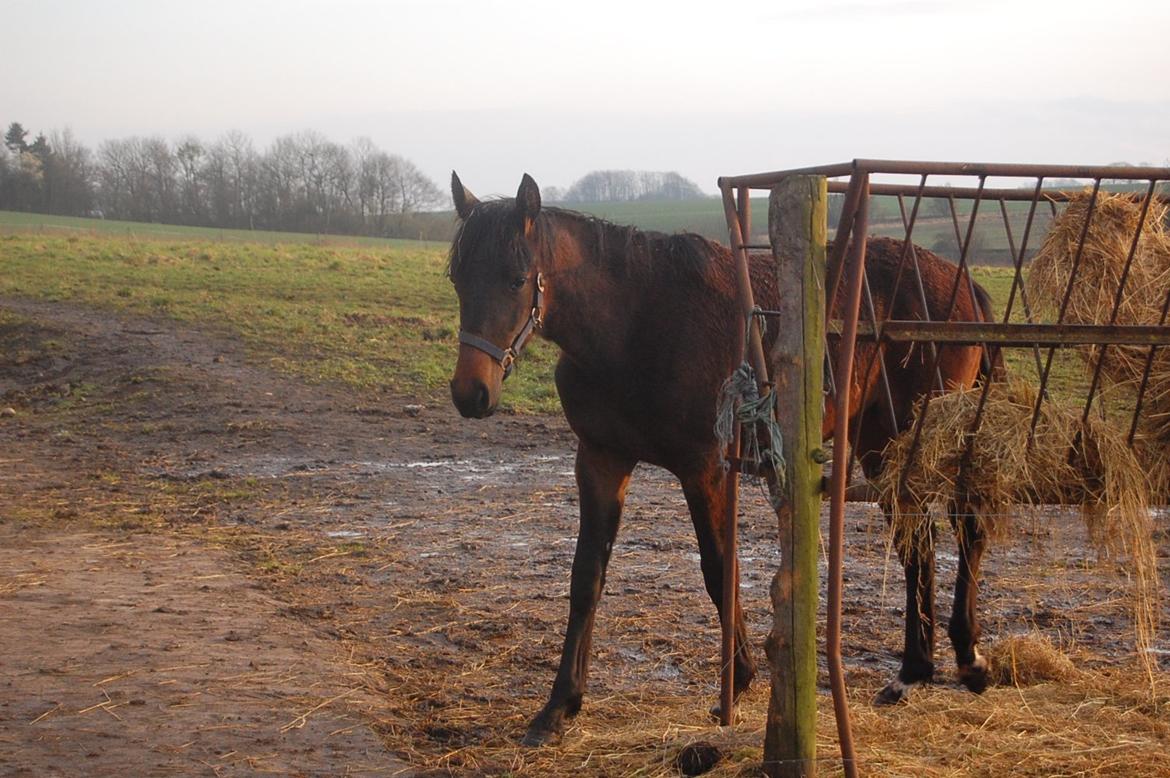 Traver Ulricha Salløv billede 3