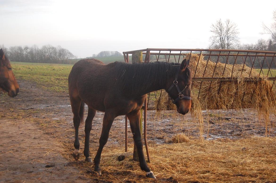 Traver Ulricha Salløv billede 4