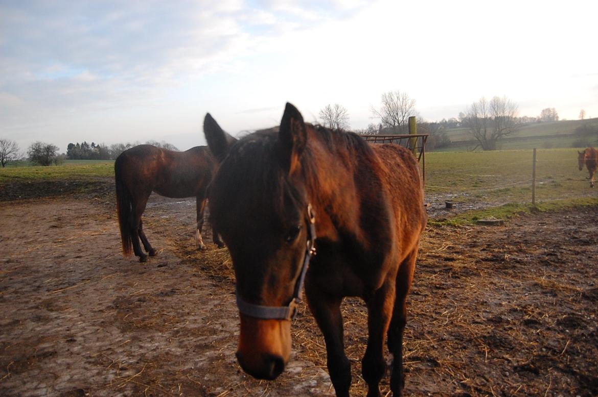 Traver Ulricha Salløv billede 5