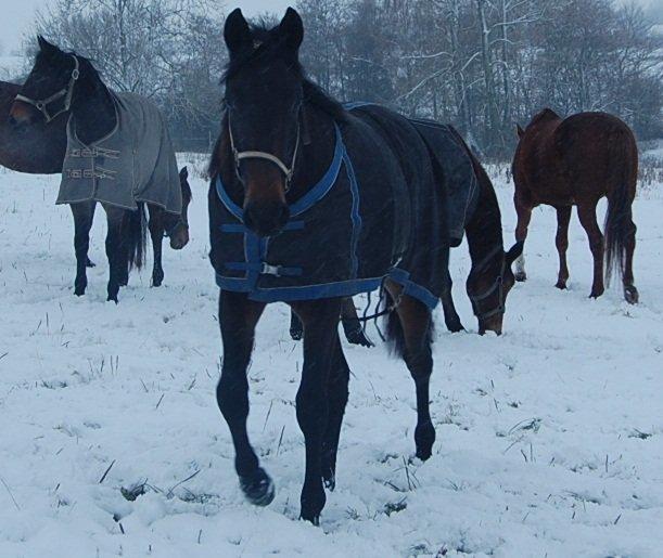 Traver Ulricha Salløv billede 6