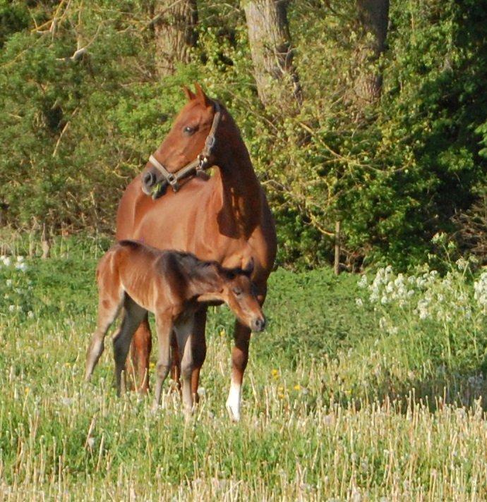 Traver Ulricha Salløv billede 7