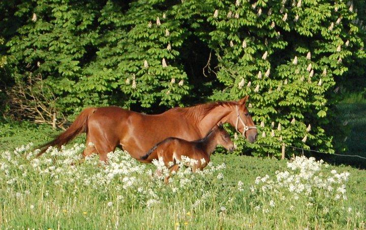 Traver Ulricha Salløv billede 8