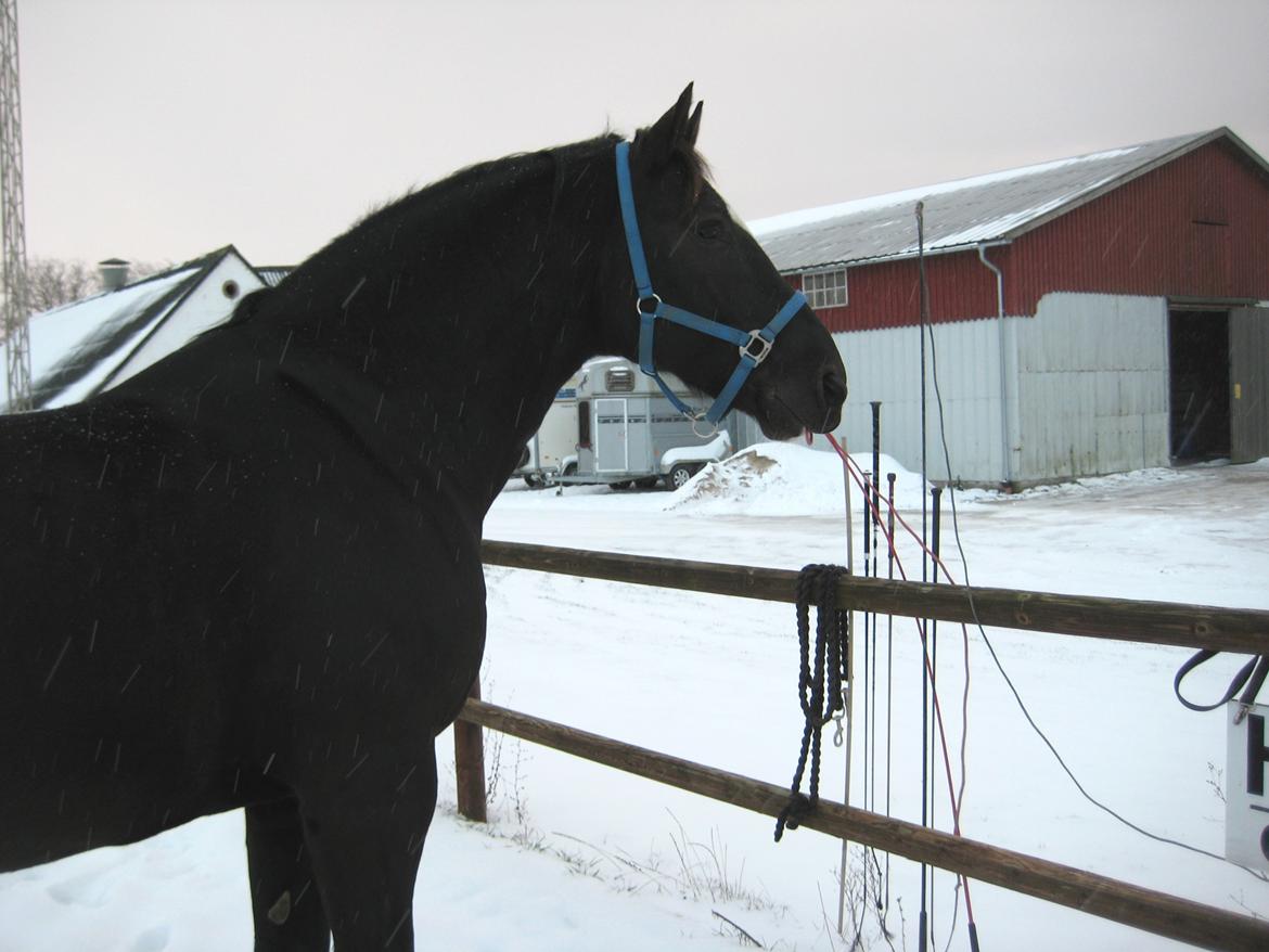 Schweres Warmblut Gero billede 17