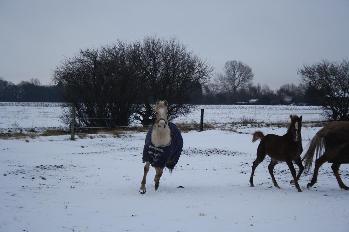 Anden særlig race *solgt* Ice billede 1