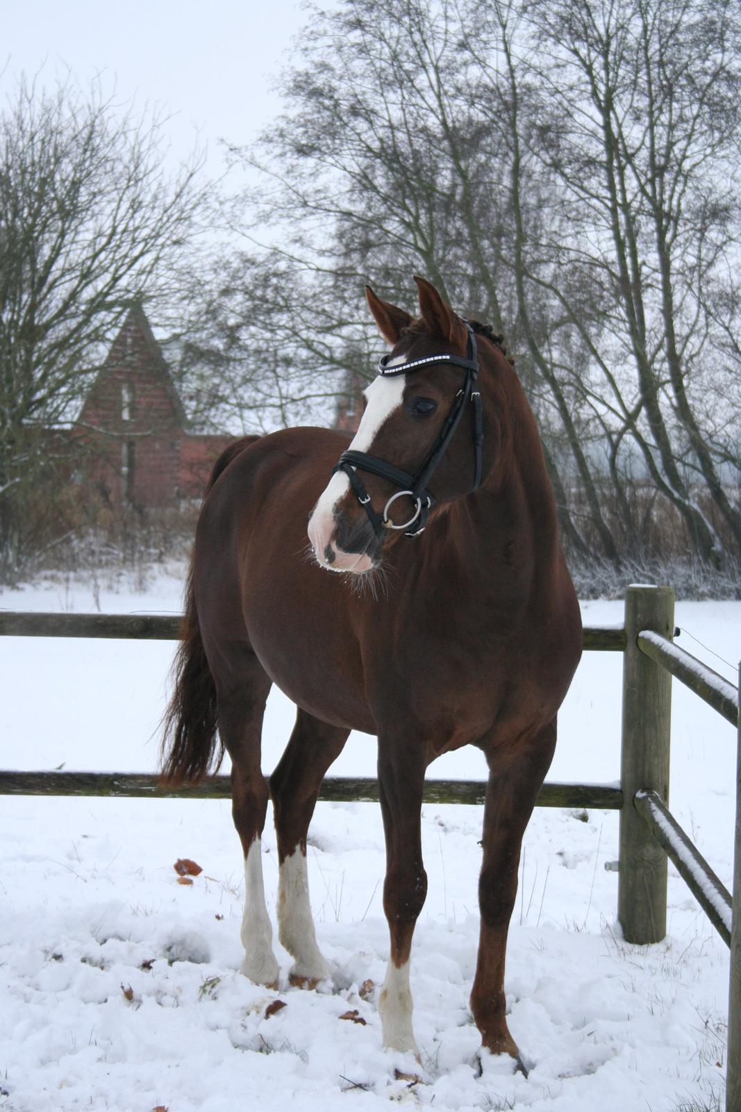 DSP Møgelholts Carat <3 - Foto: Mig  billede 7