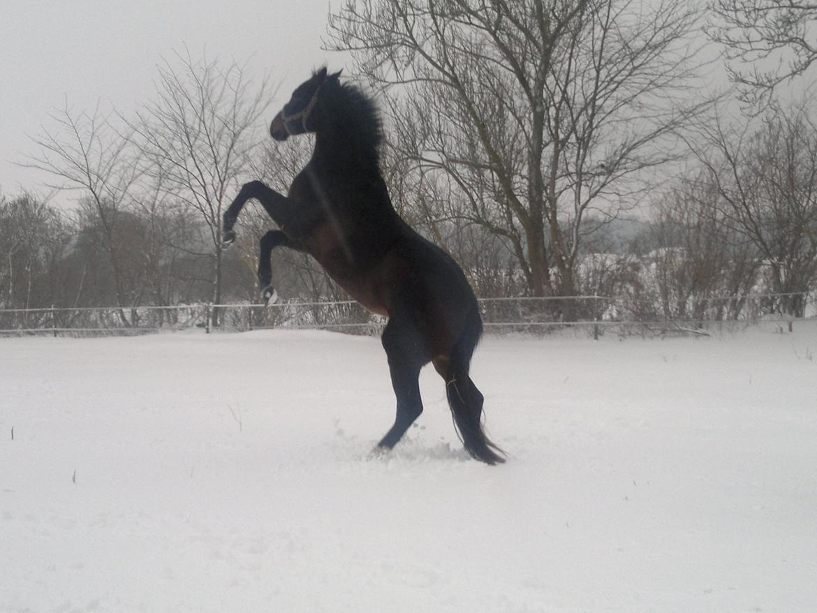 Dansk Varmblod WASA - Wasa elsker bare at være ude i den ny lagte sne d.9/12-12 billede 7