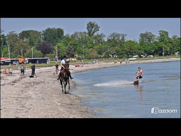 Anden særlig race Rambo - horse surfing - kerteminde :) billede 20