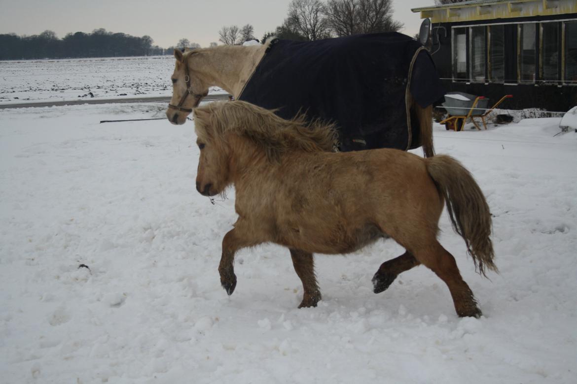 Shetlænder Søndergårds Figaro *rip* billede 4