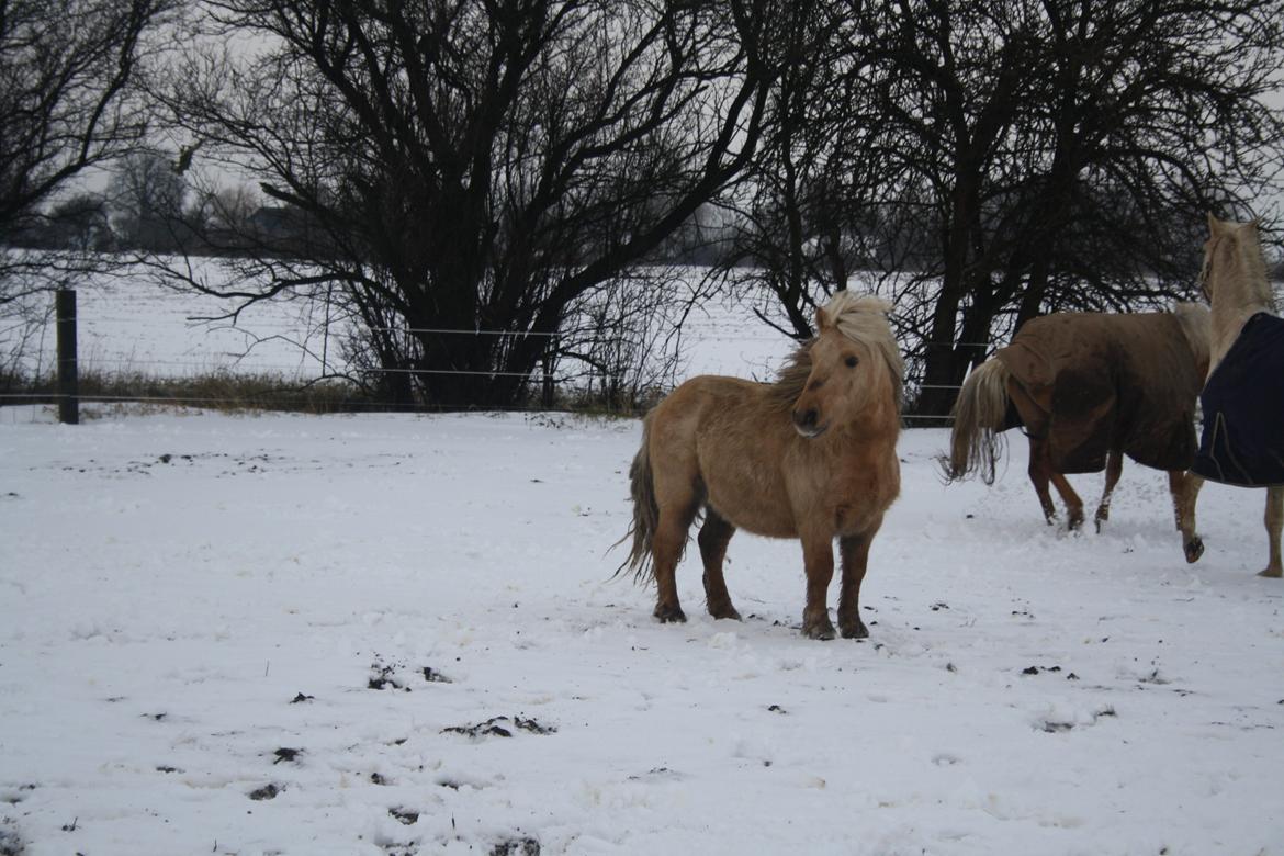 Shetlænder Søndergårds Figaro *rip* billede 3