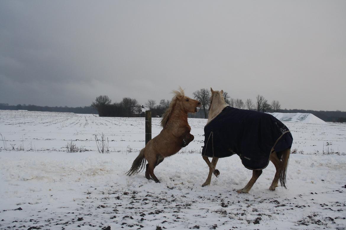 Shetlænder Søndergårds Figaro *rip* billede 5