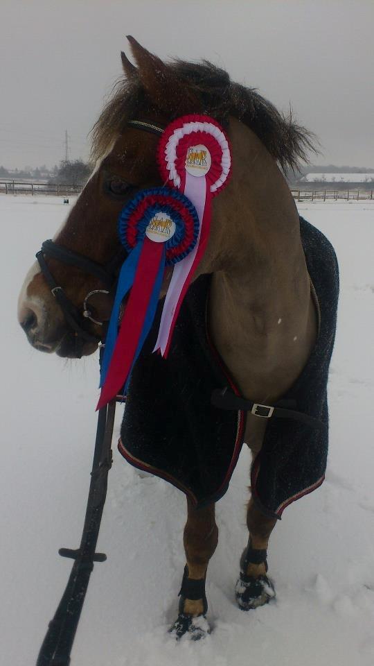 New Forest Roløkke Softice -MIT ET OG ALT!- - Soffe til stævne på SAR. 
70 cm - metode B0
80 cm - metode B3
Dyyyyygtig ponze <3 i<3y
Billedet er taget d. 09-12-2012 billede 2