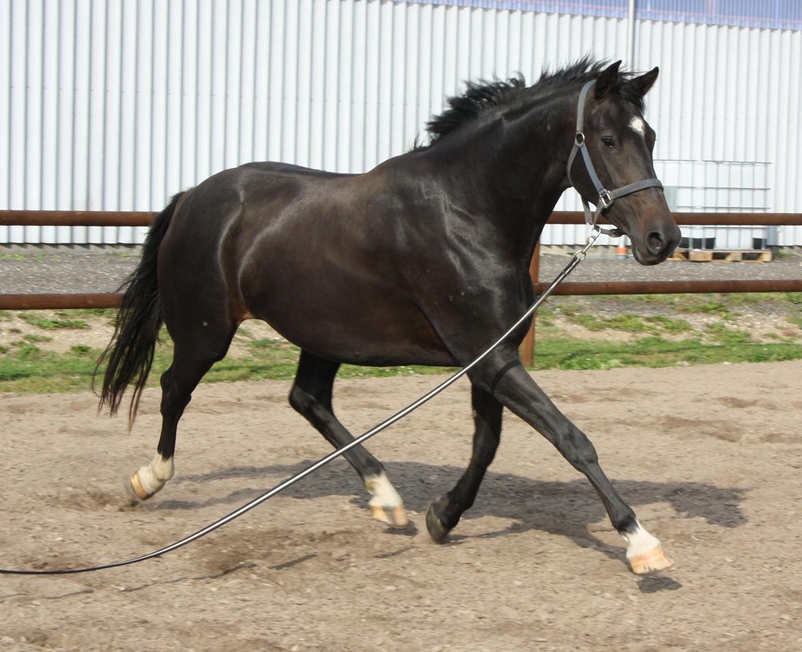 Dansk Varmblod HM Zakili - 2 møde med Zakili sep. 2012 billede 4