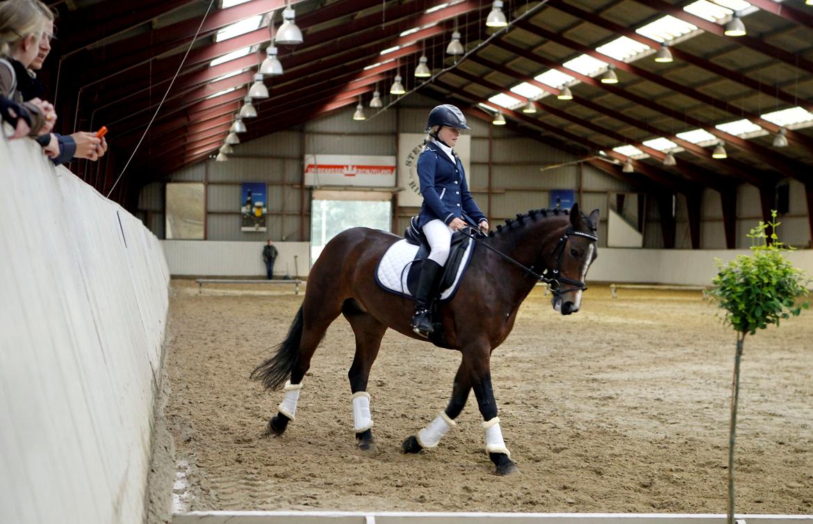 Irsk Sportspony Gannons lass  *Solgt* billede 3