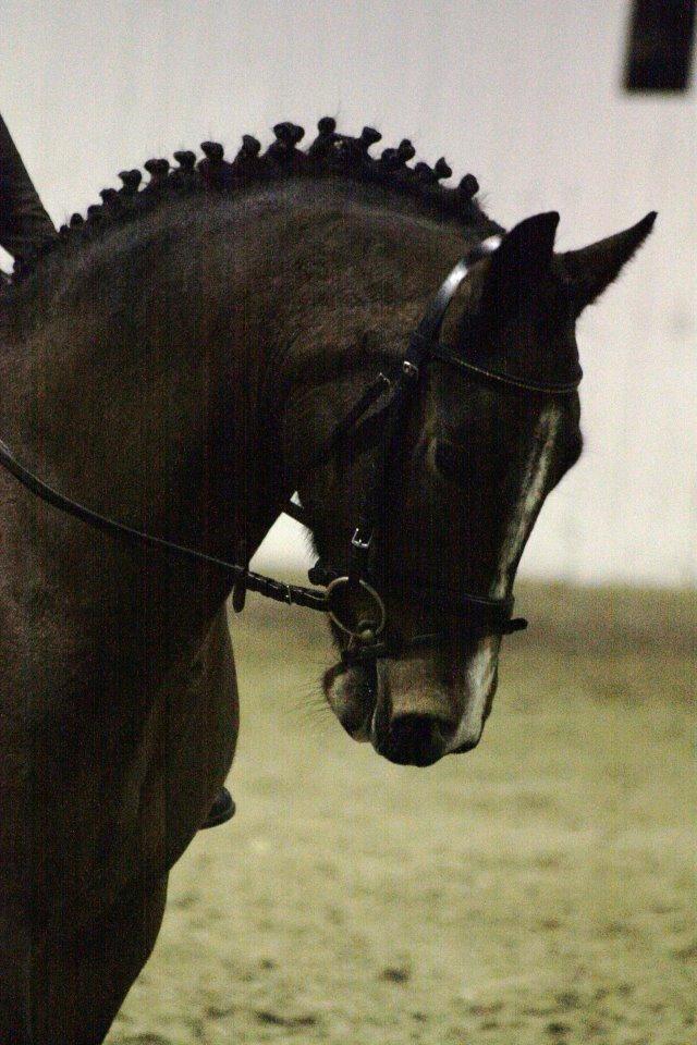 Irsk Sportspony Gannons lass  *Solgt* billede 10