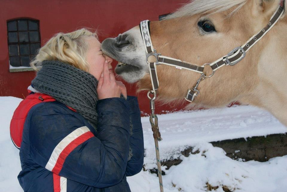 Fjordhest Capi - Myyys :-* billede 11