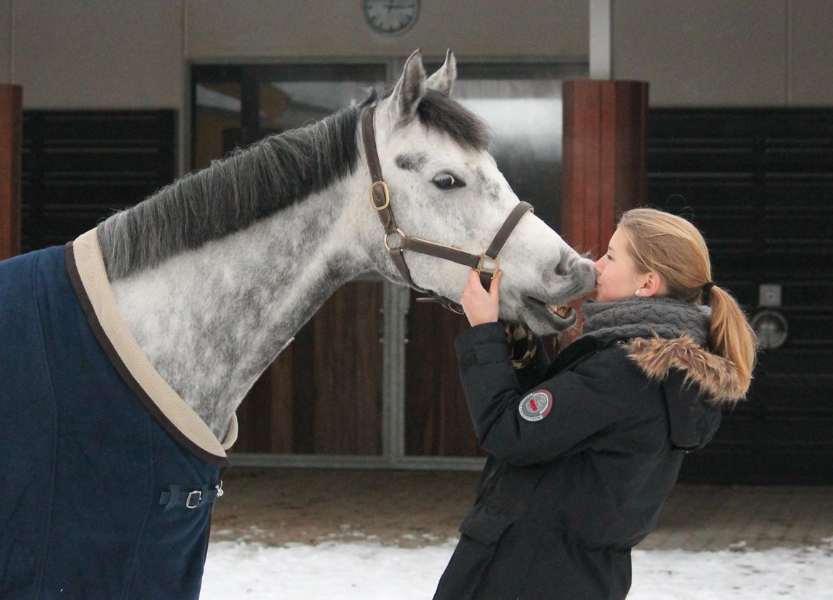 Hollandsk Sportspony Kylah W billede 1