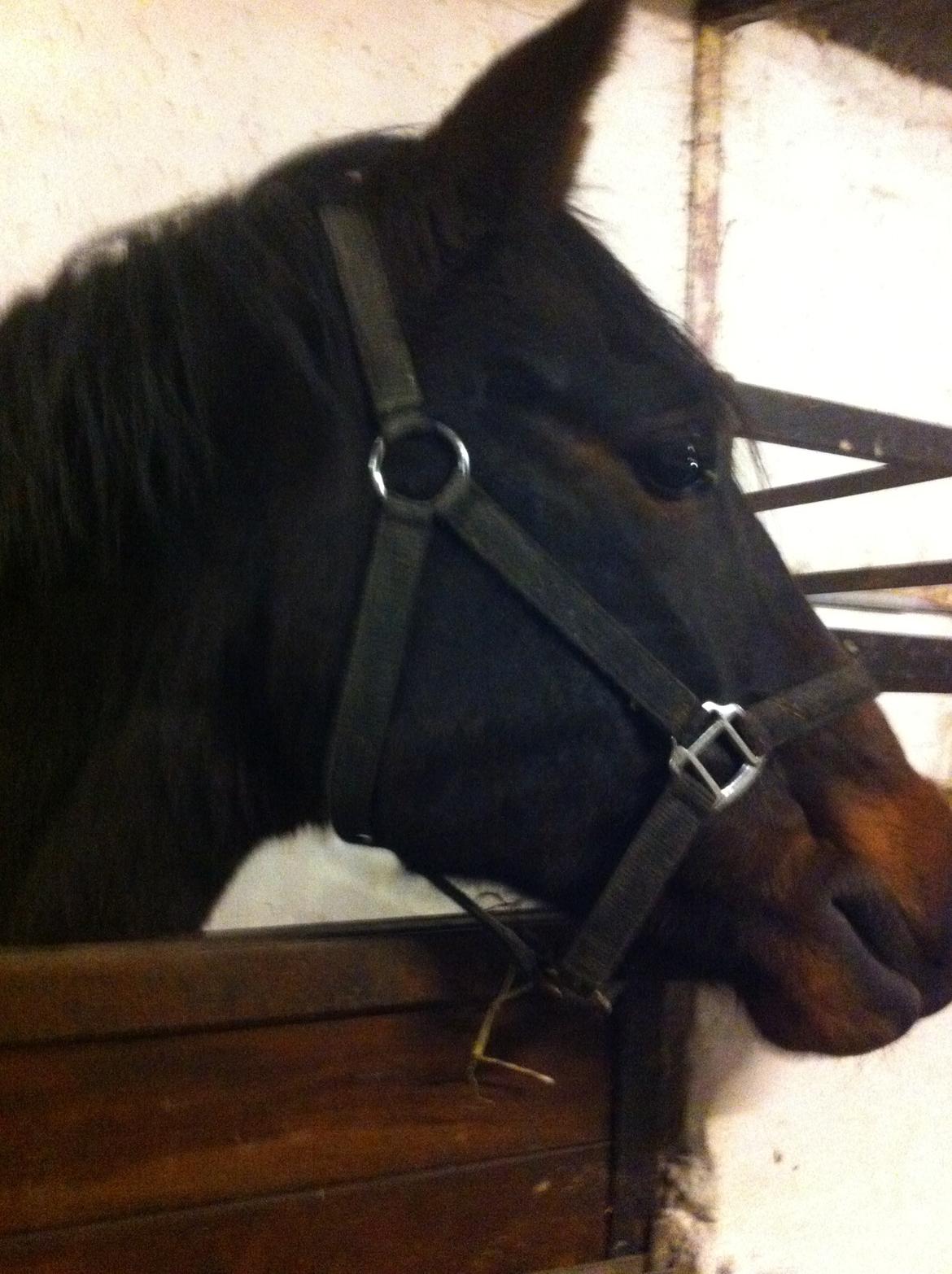 New Forest Bugatti billede 2