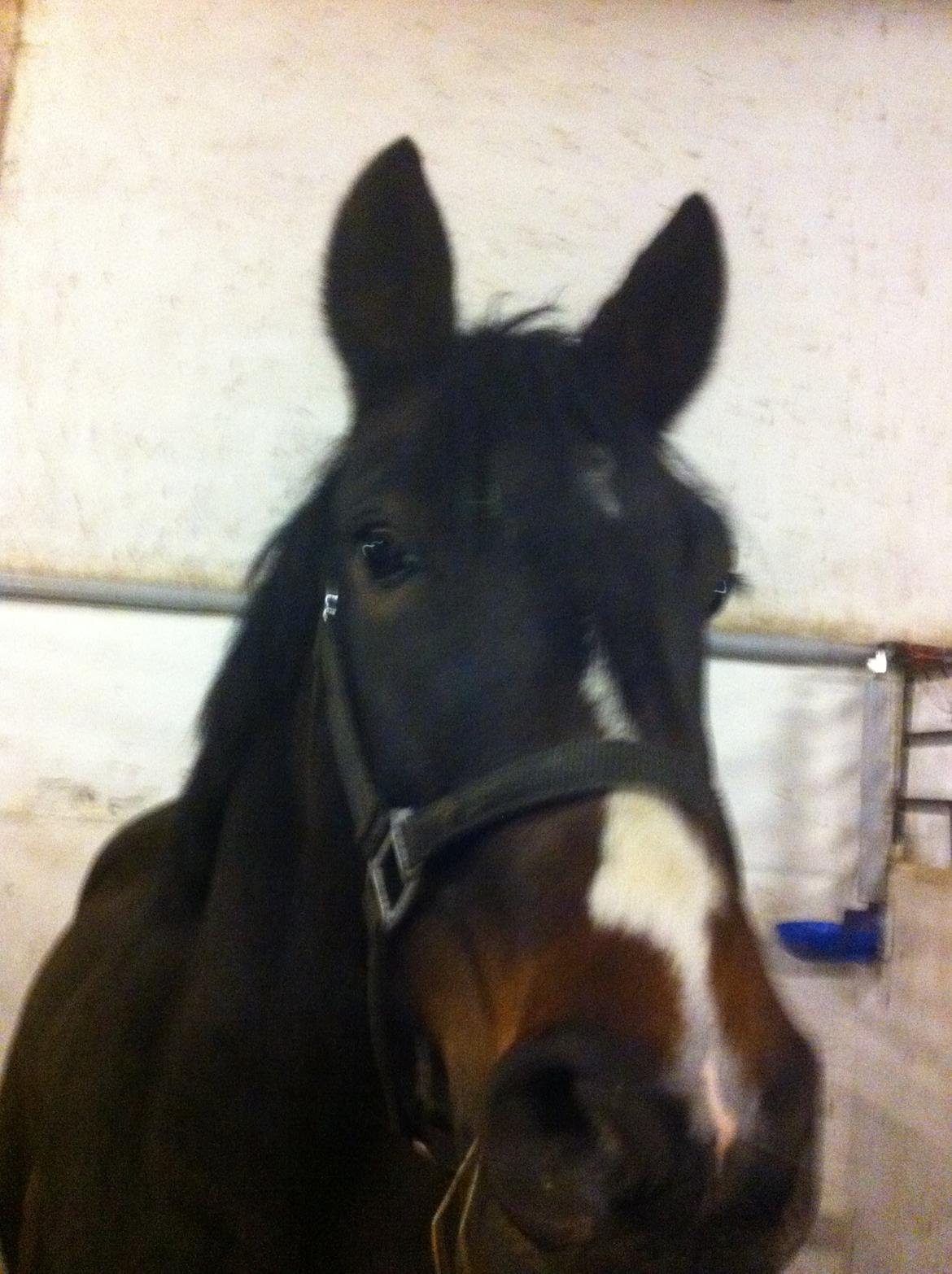 New Forest Bugatti billede 3