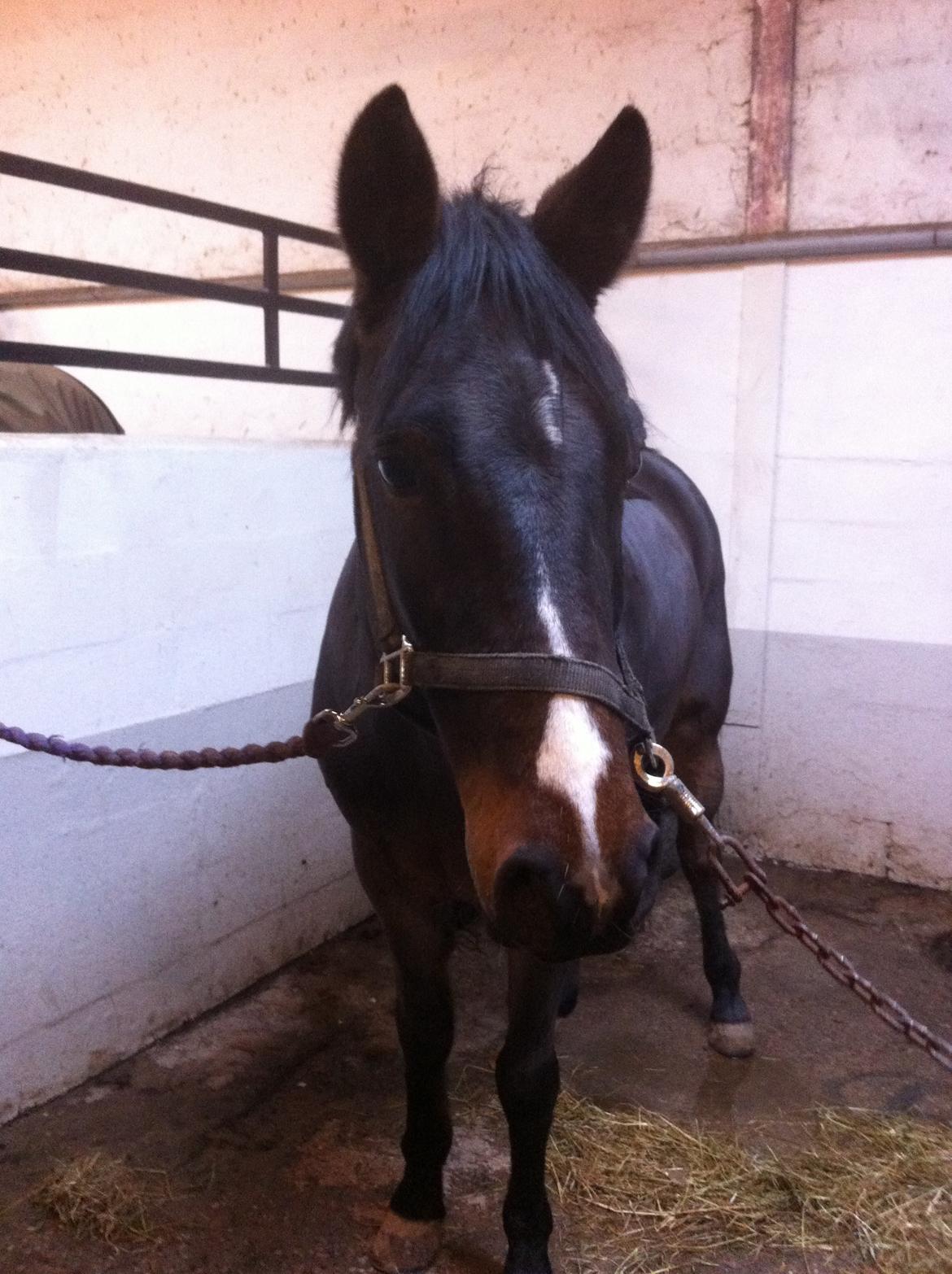 New Forest Bugatti billede 4