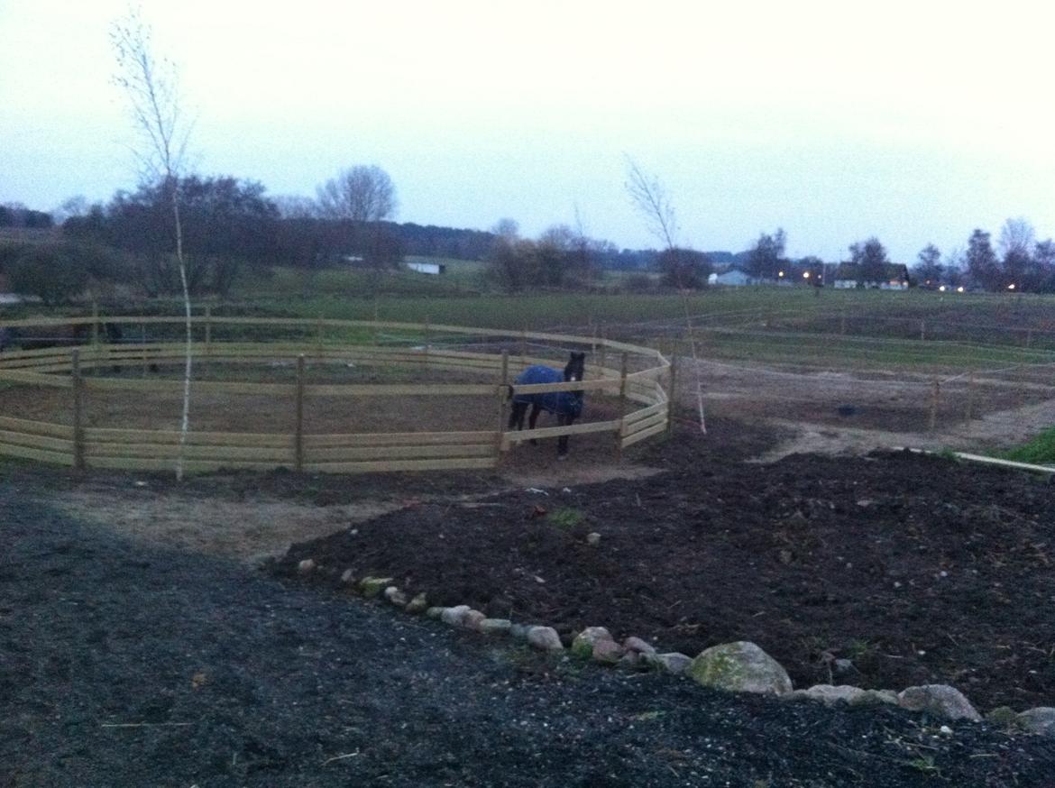 New Forest Bugatti billede 5