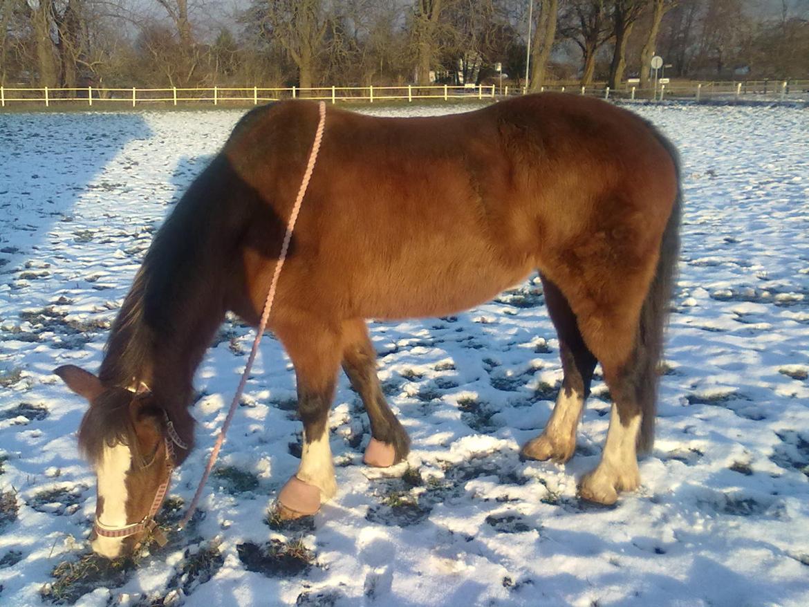 Anden særlig race Luna - Luna som græsser efter vi har sprunget billede 10