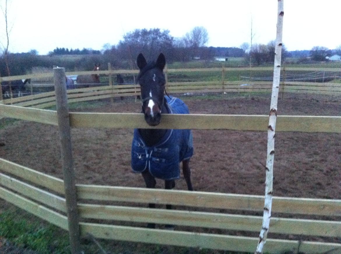 New Forest Bugatti billede 6