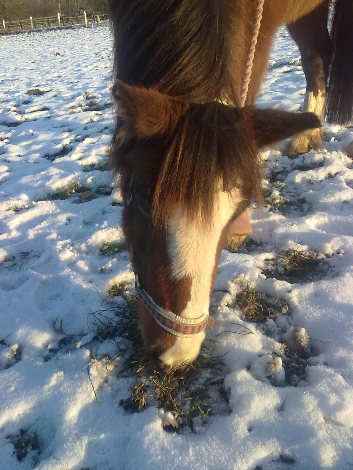 Anden særlig race Luna - Du mit et og alt <3<3 billede 11