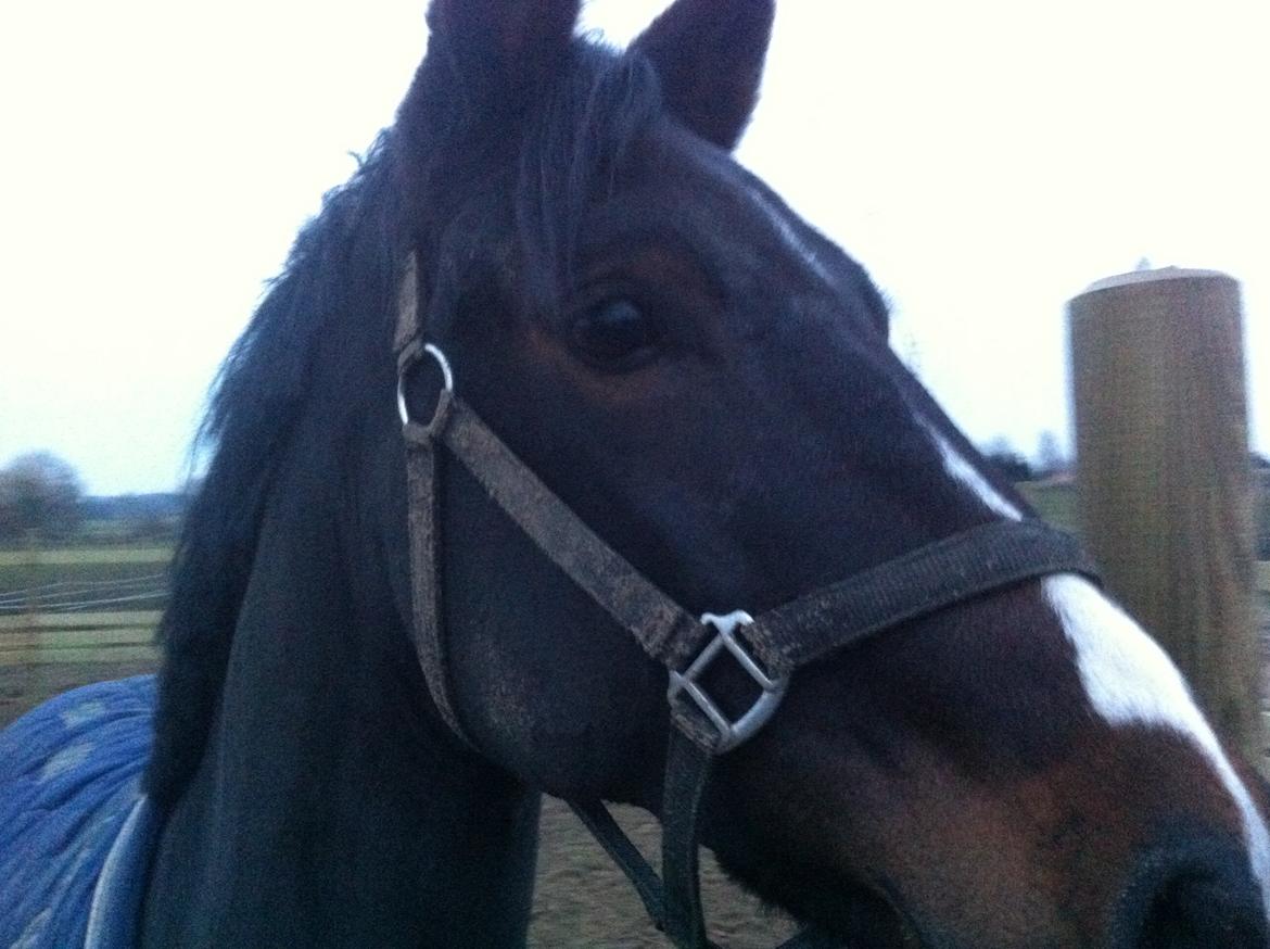 New Forest Bugatti billede 7