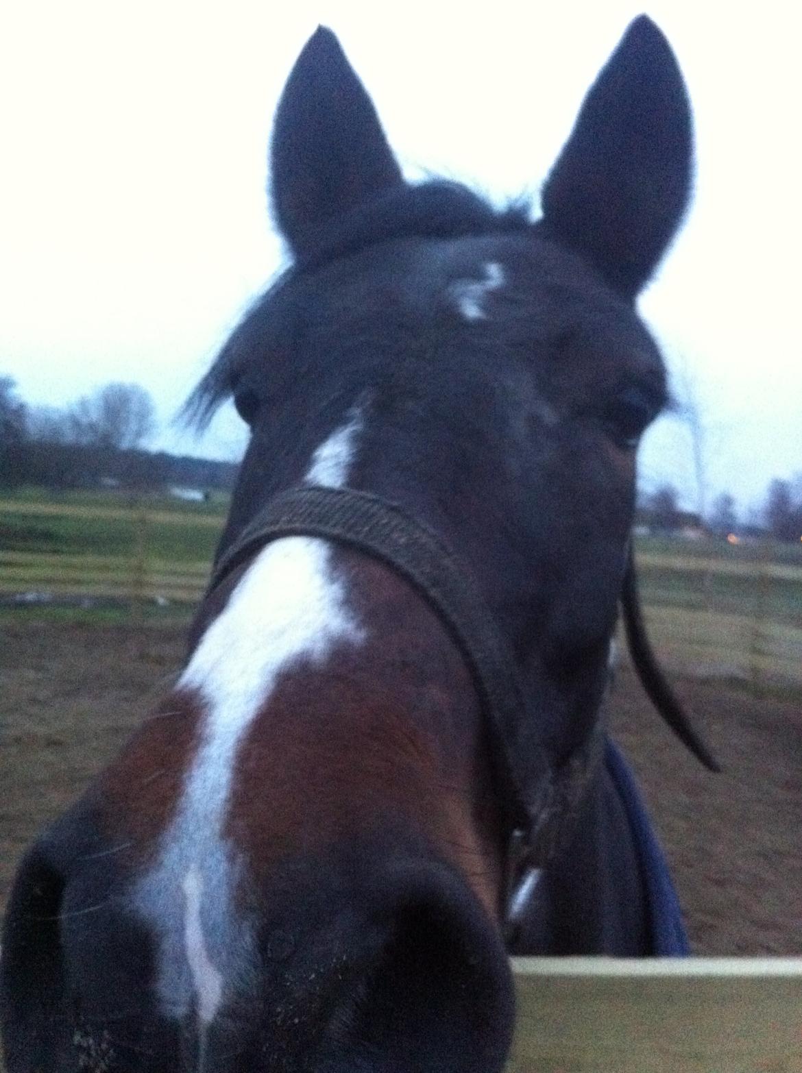 New Forest Bugatti billede 8