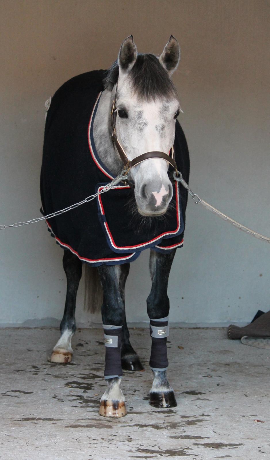 Hollandsk Sportspony Kylah W - "At græde betyder ikke at du er svag, men at du har været stærk alt for længe" billede 16