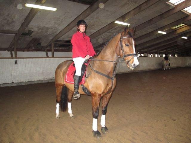 Dansk Varmblod Chelandi ds 13170 - vores første stævne i Bjergby rideklub, til julestævne  billede 8