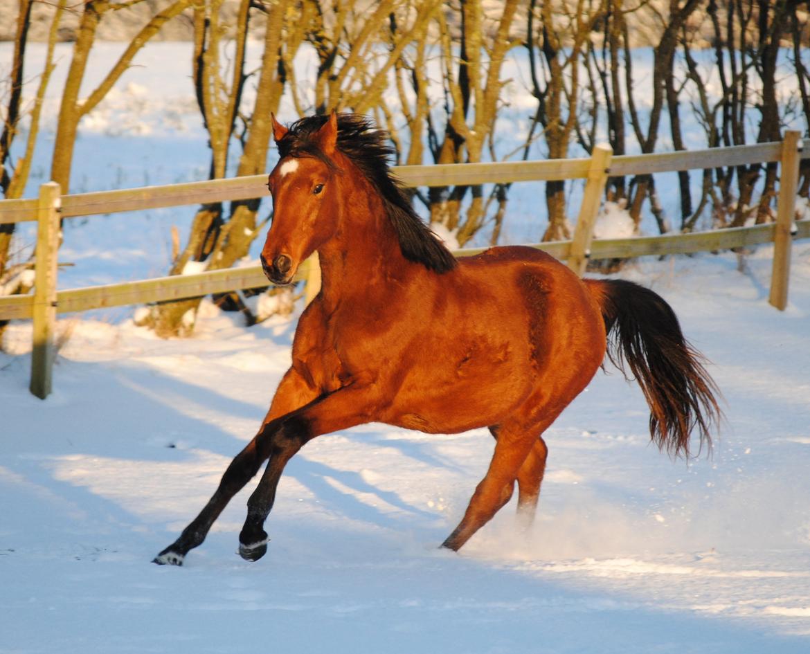 Dansk Varmblod Castana L billede 10