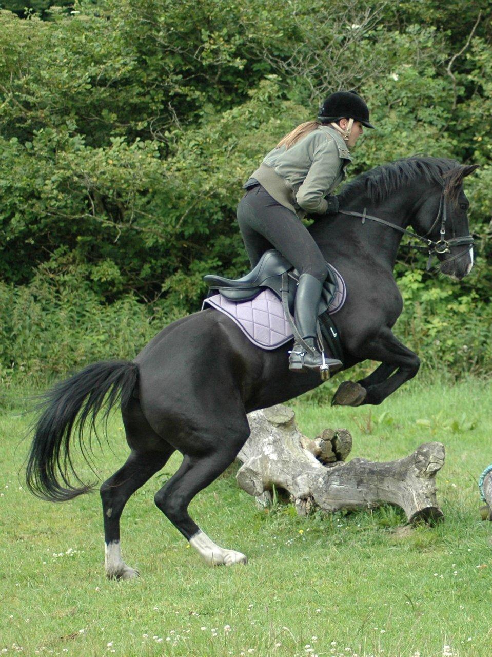 Anden særlig race Bertil - Ridelejr sommeren 2012. billede 19