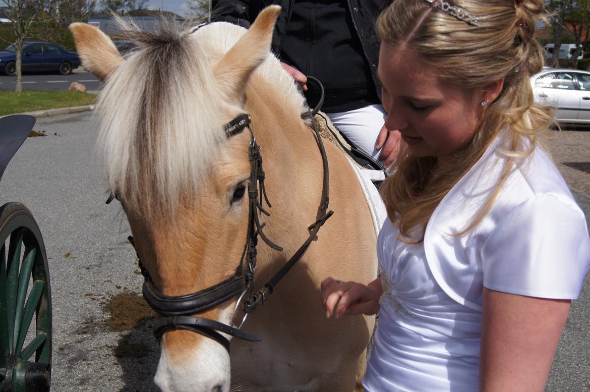 Fjordhest Møllevejs Troja (Malou) - Malou <3 billede 1