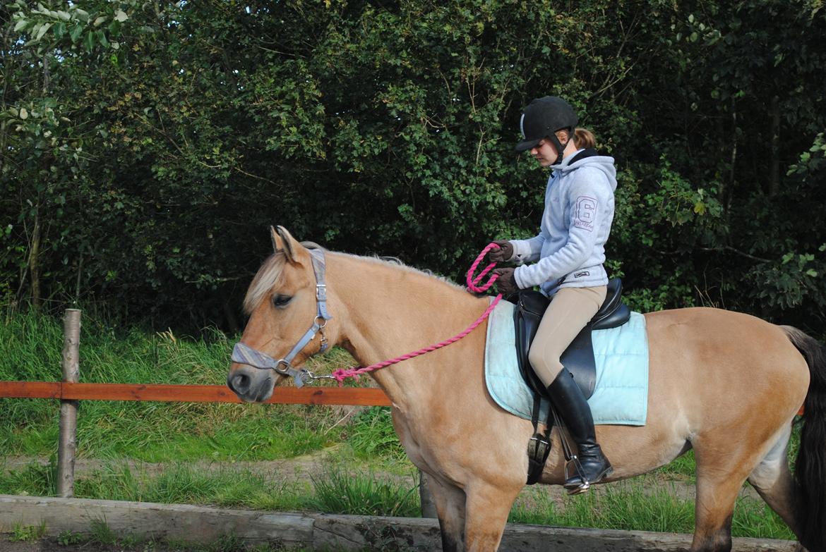 Anden særlig race Lilli min alt. Aldrig glemt i hjertet gemt!! - Første gang bidløs 
Du var fantastisk savner dig Lille :'( billede 10