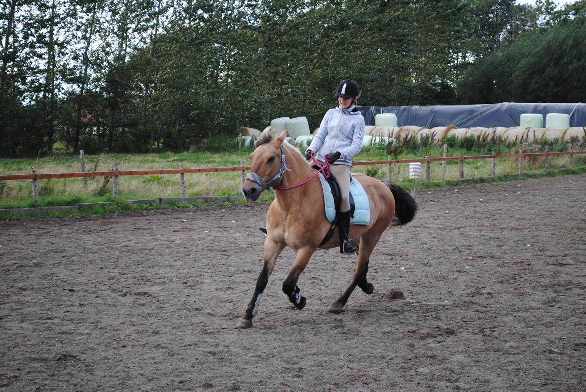 Anden særlig race Lilli min alt. Aldrig glemt i hjertet gemt!! - Du var så nem den dag <3 billede 13