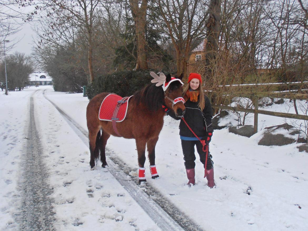 New Forest Tequila Sunrise - 9/12 - 2012. Så faldt der endelig sne på Langeland! :-)  billede 2