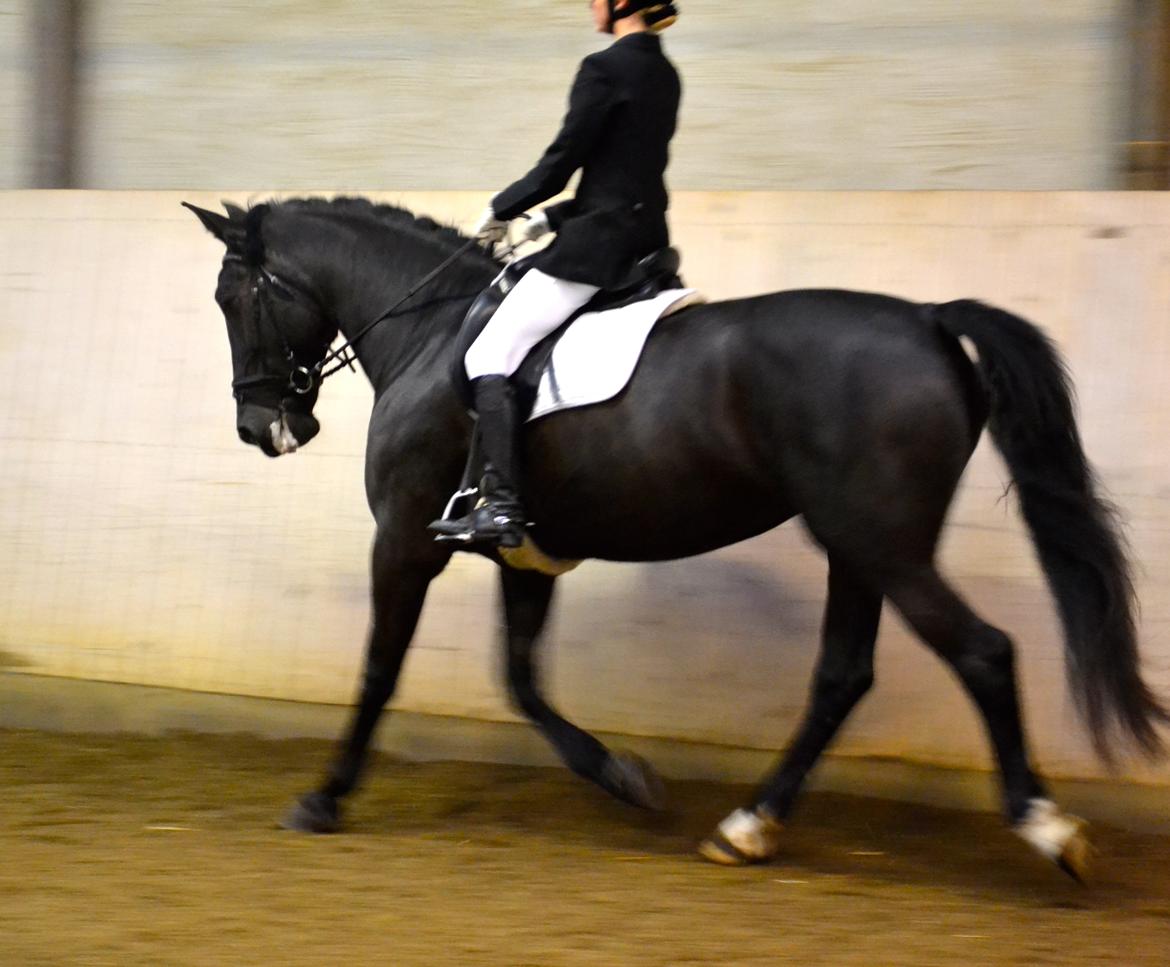 Oldenborg Siska billede 7