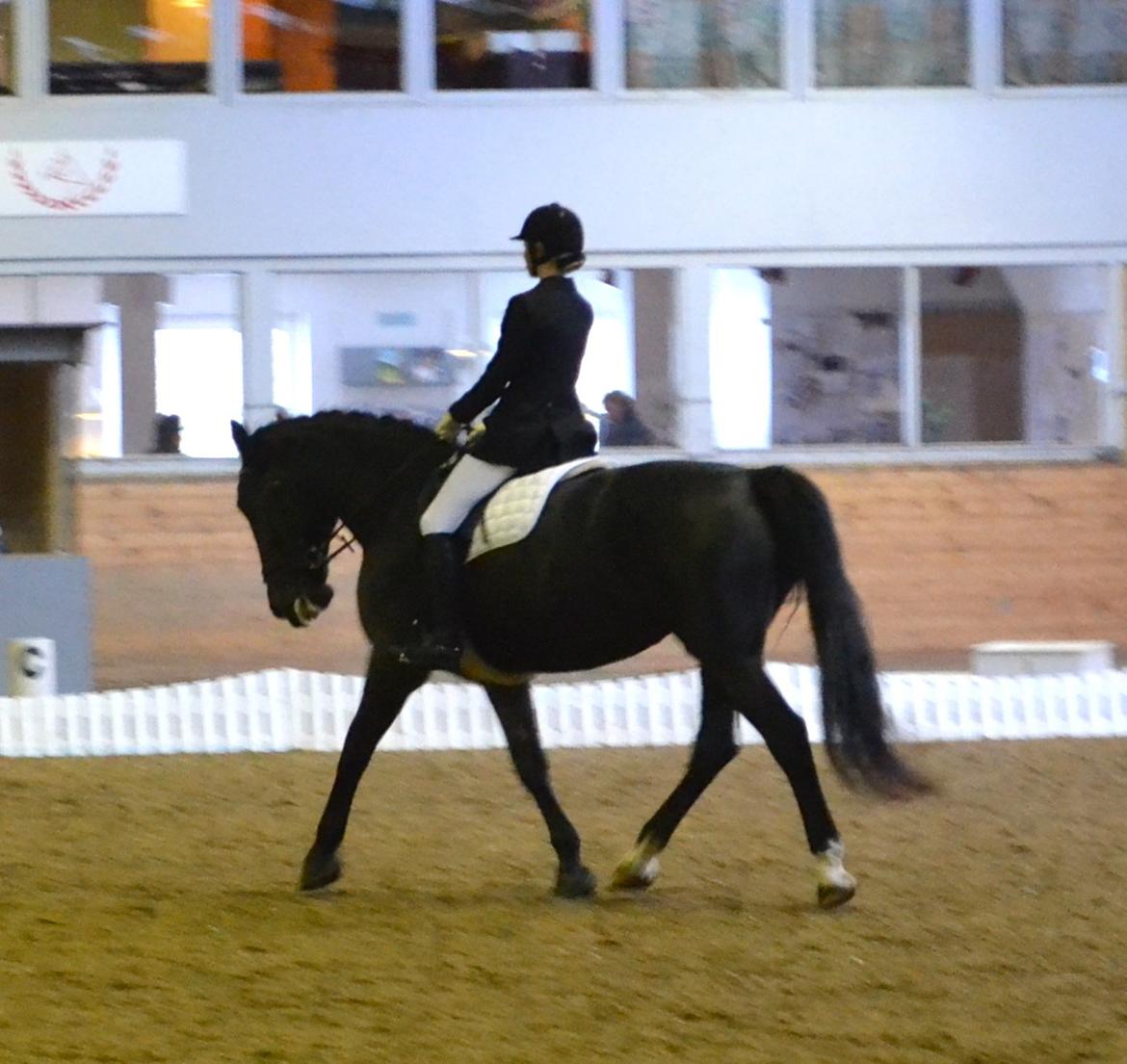 Oldenborg Siska billede 9