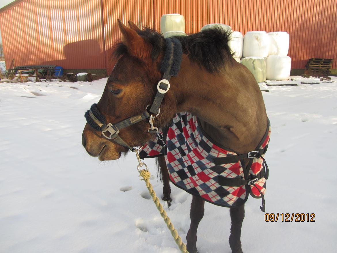 Welsh Pony (sec B) misty - Vinter 2012
Tak fordi i kiggede forbi;)<3 billede 20