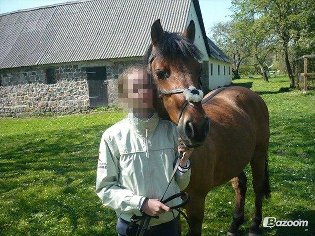 Tysk Sportspony Matador [Matte] billede 20