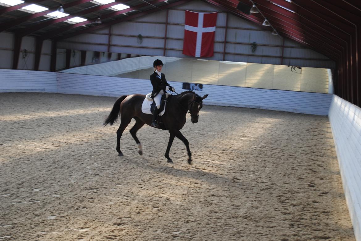 Hannoveraner French Floriana - Stævne i Vestsjællands rideklub, det blev til en 1 & 2 plads :)
Foto Jannie Kristiansen billede 4