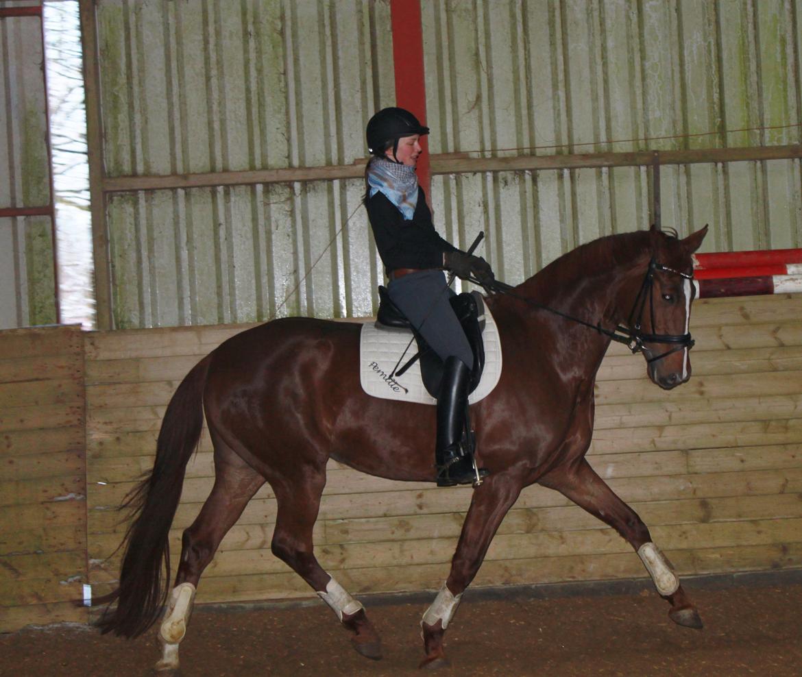 Dansk Varmblod Madigan Lox billede 10