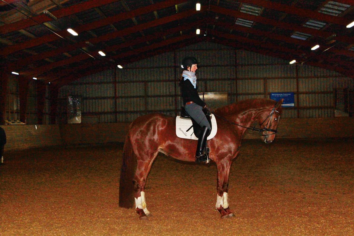 Dansk Varmblod Madigan Lox billede 11