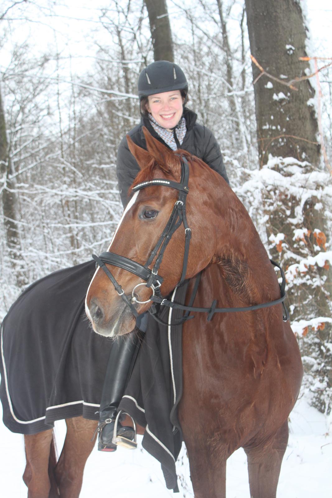 Dansk Varmblod Madigan Lox billede 12